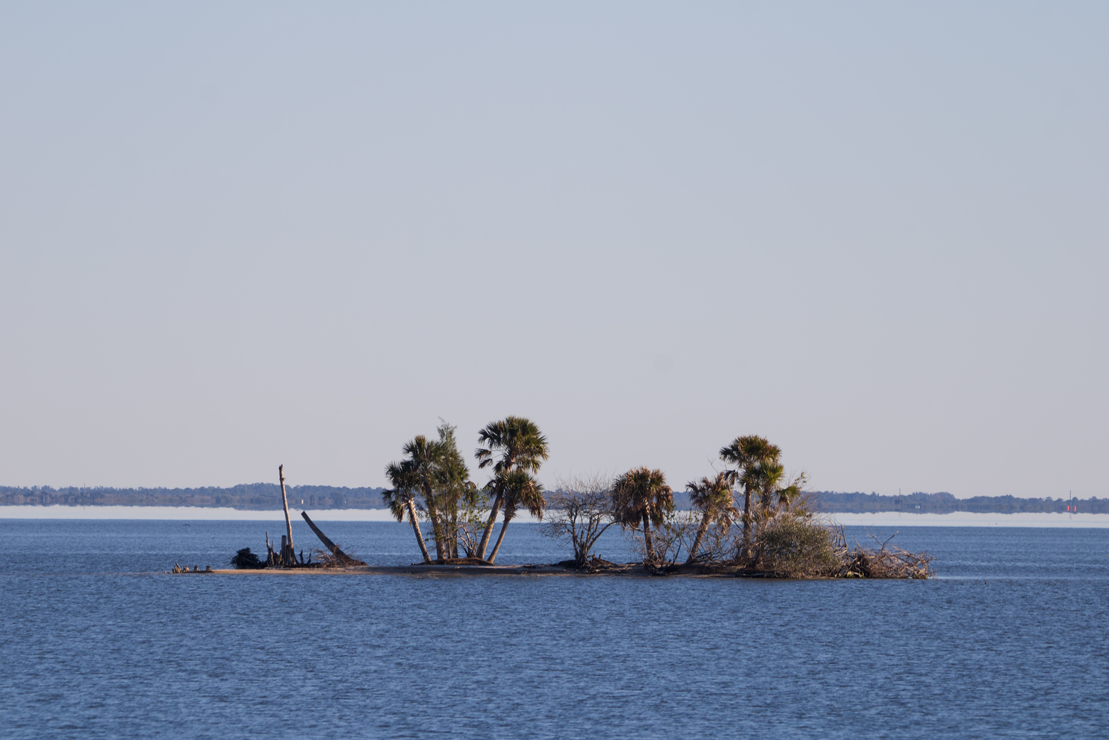 Small palm-covered island in the Indian River