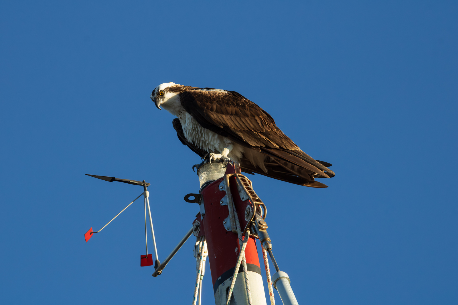 Osprey perched on top of a mast